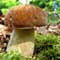 tl_files/waldundwiesen_academy/pilze/01_icons/steinpilz_icon.jpg